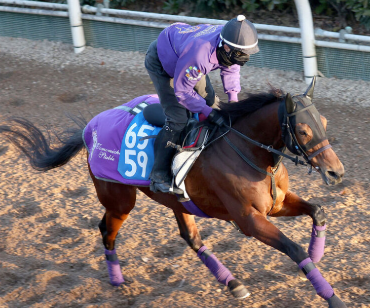 新たなページを開くアドマイヤビルゴ、現役引退へ　５・８億円の名馬が乗馬に転向