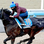 コスモキュランダ、得意コースでの反撃を狙う　横山武史騎手の期待を背に挑戦