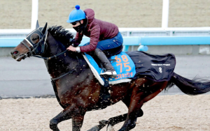 コスモキュランダ、得意コースでの反撃を狙う　横山武史騎手の期待を背に挑戦