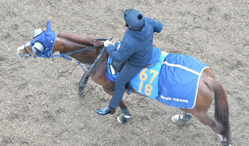 「オメガギネス、得意の1800mで巻き返し狙う 大和田調教師が期待する調整」 「オメガギネス、得意の1800mで巻き返し狙う 大和田調教師が期待する調整」