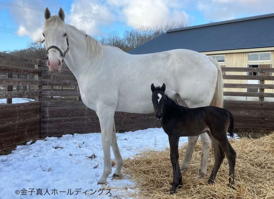 ソダシ、初めての子供を出産 額にイクイノックスそっくりの流星 ソダシ、初めての子供を出産 額にイクイノックスそっくりの流星