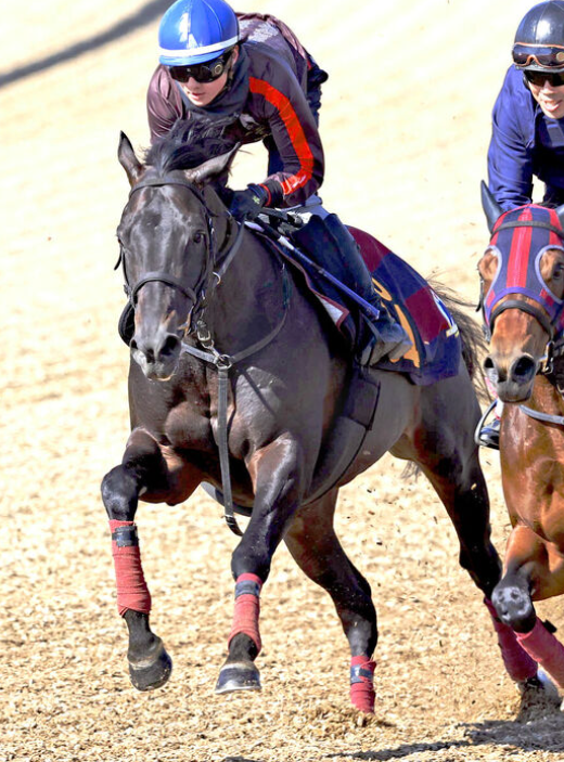 ヴィンセンシオ、無傷の3連勝でクラシック路線へ期待高まる 森一調教師が名牝血統の可能性を語る ヴィンセンシオ、無傷の3連勝でクラシック路線へ期待高まる 森一調教師が名牝血統の可能性を語る