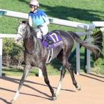 アドマイヤテラが武豊騎手で復帰戦へ　ポタジェはダート初挑戦の川崎記念を本線に